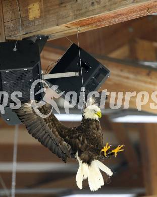 Erste Bank Eishockey Bundesliga. VSV gegen Alba Volan Fetiva. Der Adler, das Maskottchen der Villacher. Eine Leihgabe aus Zell am See. Villach, am 27.9.2007.
Foto: Kuess
---
pressefotos, pressefotografie, kuess, qs, qspictures, sport, bild, bilder, bilddatenbank