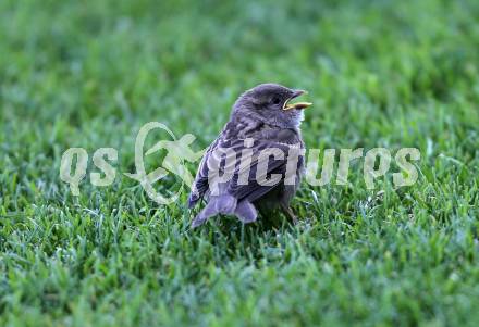 Fussball Nachwuchs. Unter 16. U16 Oberes Play off gegen U16 Akademie.  Feature. Unter den Zusehern. Vogel. . St. Veit, am 21.6.2014.
Foto: Kuess
---
pressefotos, pressefotografie, kuess, qs, qspictures, sport, bild, bilder, bilddatenbank